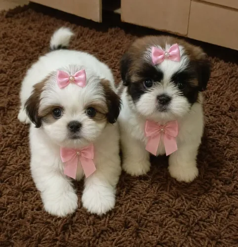Lindos filhotes de Shih Tzu ac cartão parcelo em 10 vzs entrego