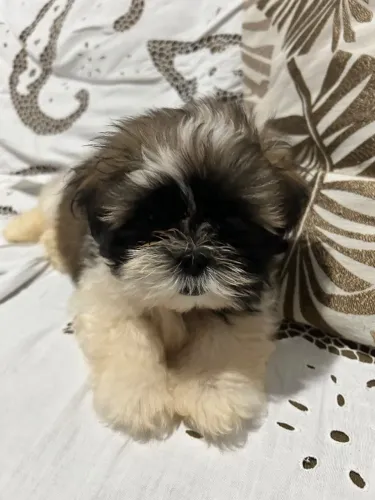 Cachorro