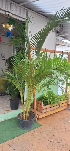 Planta palmeira areca