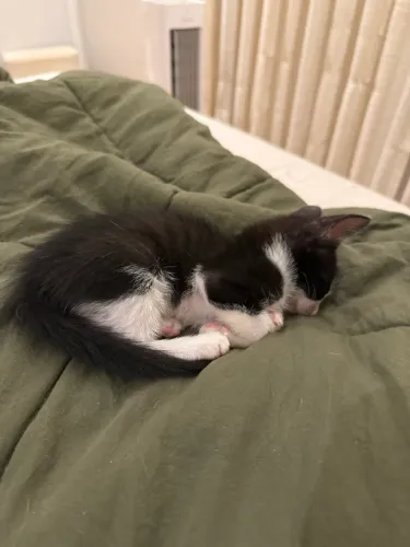 Gatinha pra adoção