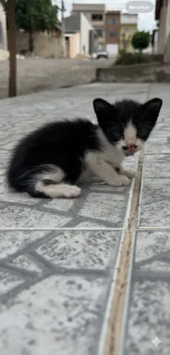 Gato adoção 
