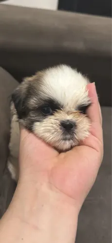 Shih tzu MACHO