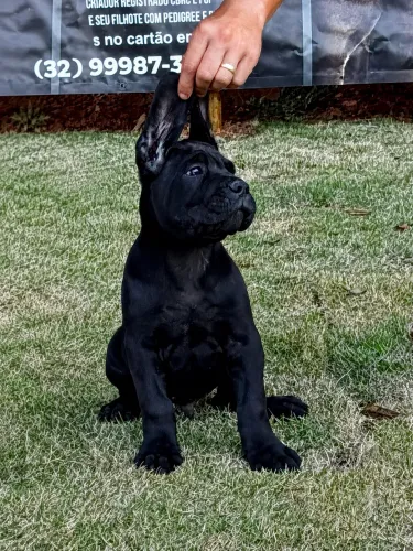 Cane Corso Italiano