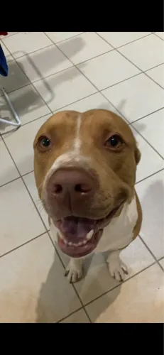 Doação Pitbull macho 