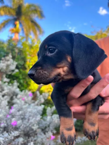 Filhotes Basset Dachshund