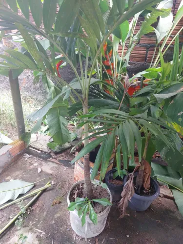 Mini palmeira 