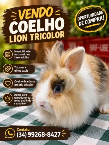Vendo coelho