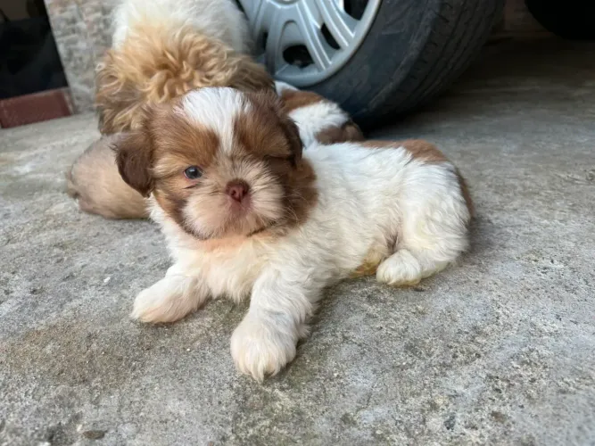Filhotes de Shih Tzu