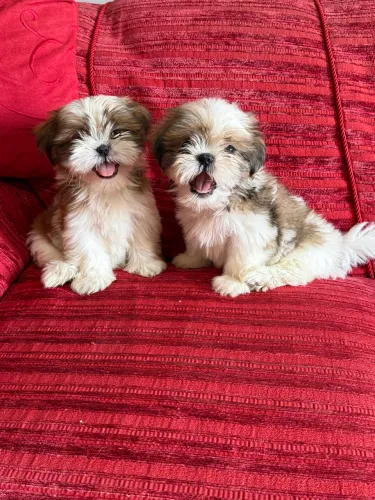 Shih tzu Filhotinhos meninos ac cartão pronta entrega