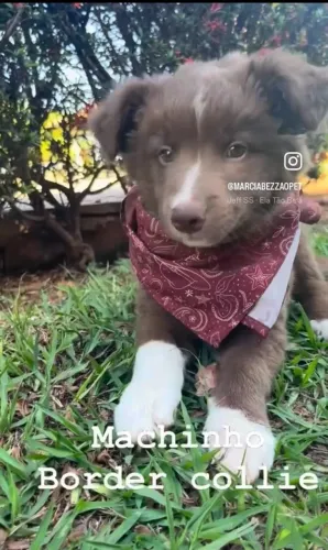Border collie macho cor chocolate com branco pelo longo