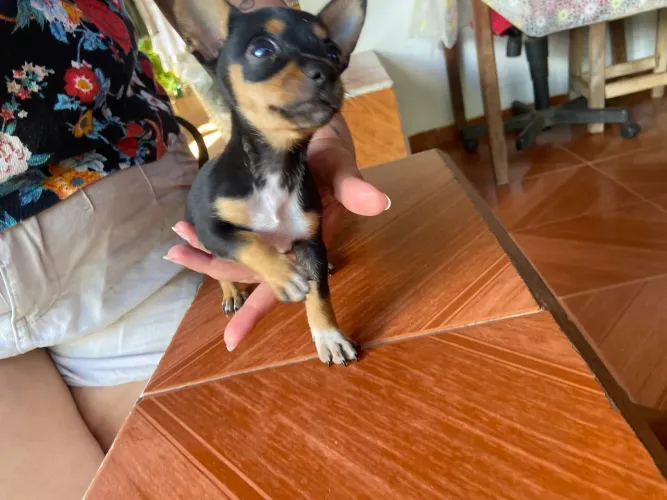 Pinscher fêmea número 1 