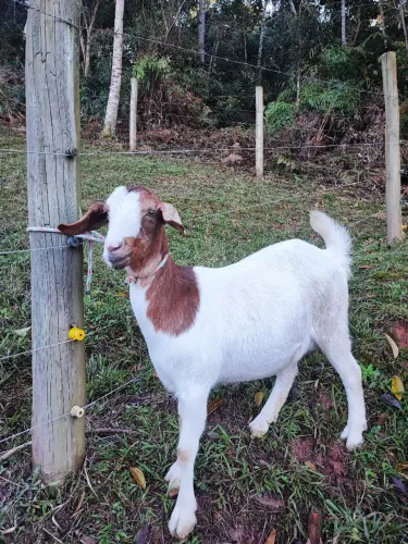 Cabra cabrita Boer mocha prenha