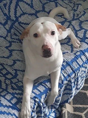 Doa-se cachorro porte médio vai com saco de ração