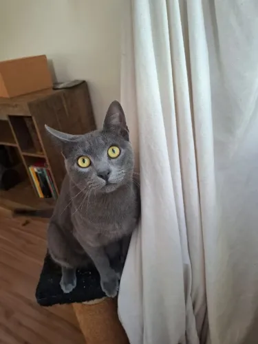 Adoção responsável lindo gato cinza blu