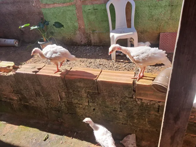 Perú 