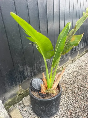 Doação planta ravenala