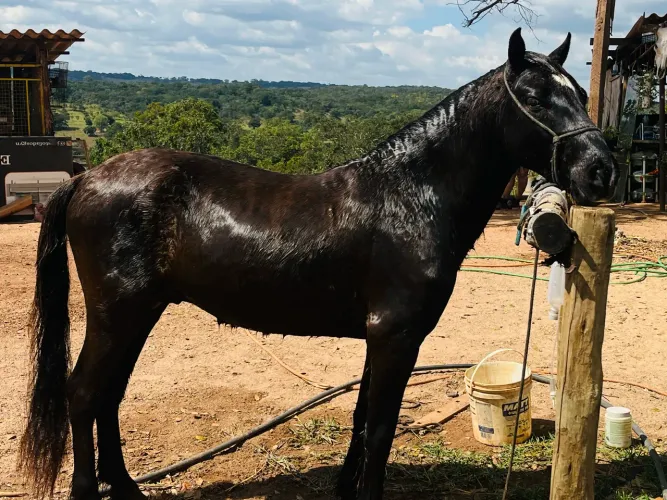 Vendo piquira
