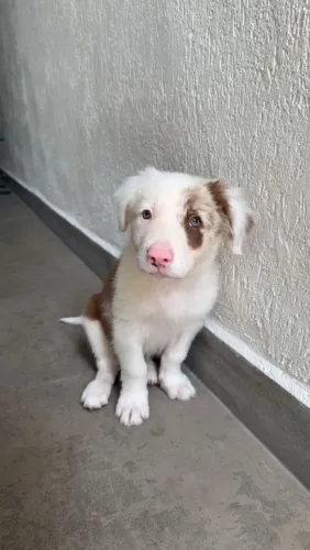 Filhote Husky Siberiano, alto risco de se apaixonar por essas fofurinhas!