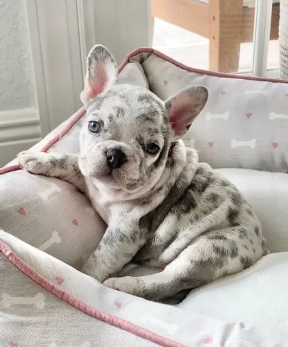 Bulldogue Francês - Companhia Perfeita Para Todos Os Momentos 