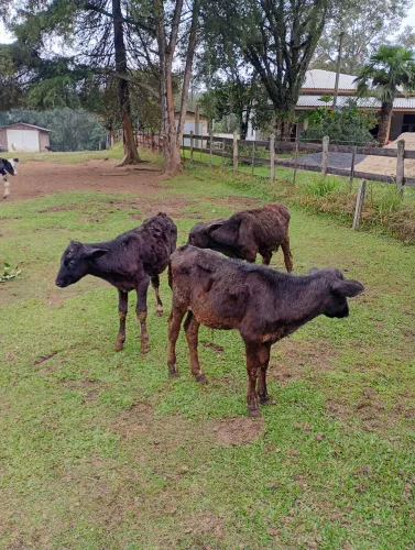 3 boizinho cruzado a venda 
