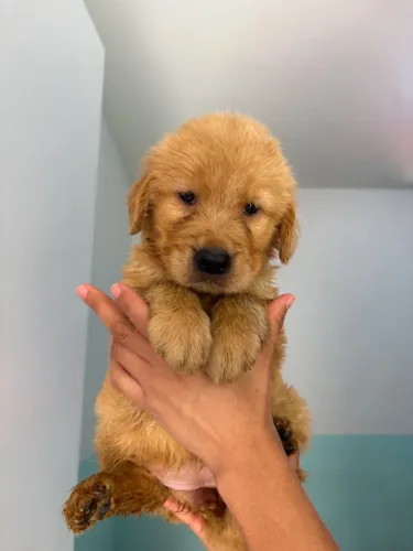 Golden retriever machinho e fêmeas pronta entrega