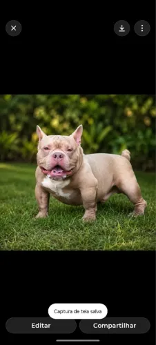América bully macho