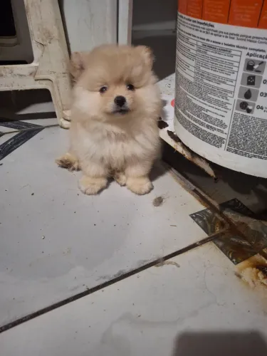 Spitz Alemão macho puro 