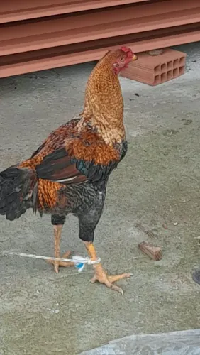 Galo novo
