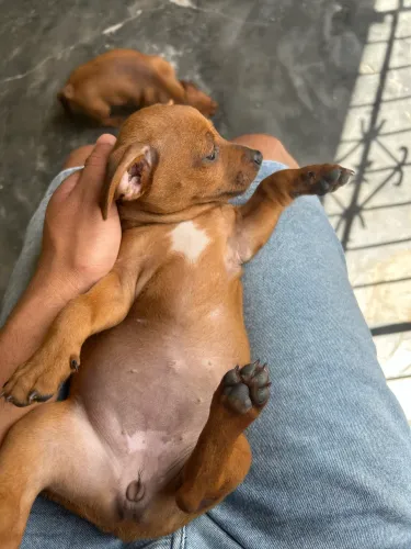 Filhote de pinscher número 1