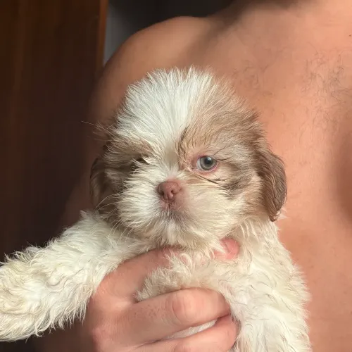Filhotes de shih-tzu a venda !  