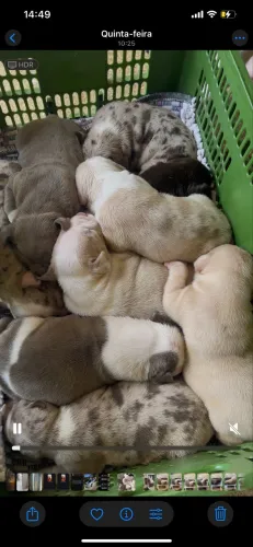 Filhotes de Pitmonster 