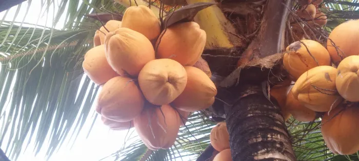 Cocos frescos e saborosos tirar na hora
