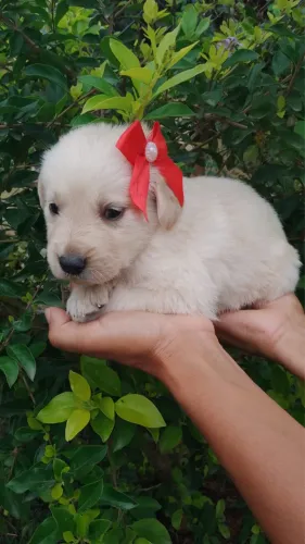 Filhotes de Golden retriever