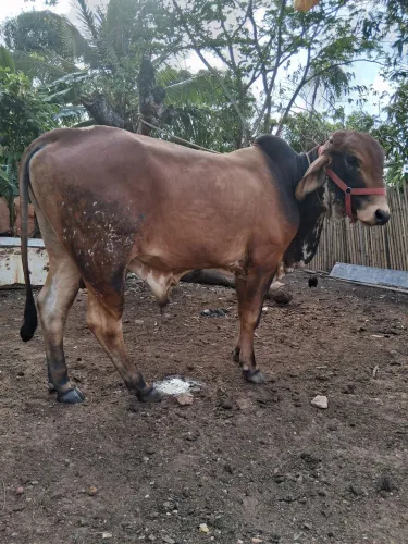 Vendo este boi