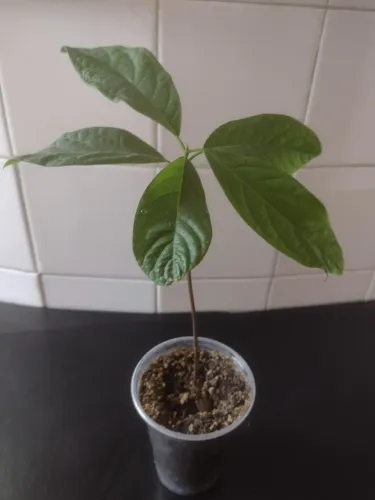 Muda avocado ( mini abacate avocado )