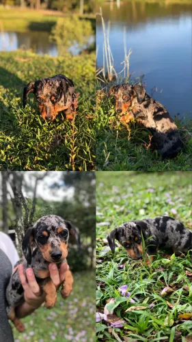 Filhote salsichinha linguicinha Basset dACHSHUND 