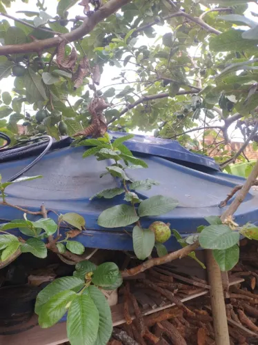 Tampa de caixa de água fortalece 1000 e 500 litros 