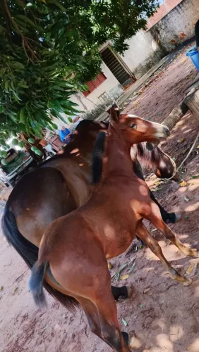 Vende-se égua QM sem registro com potra no pé filha de Paint horse 7 mil aceito proposta