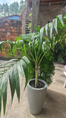 Palmeira imperial, muito linda