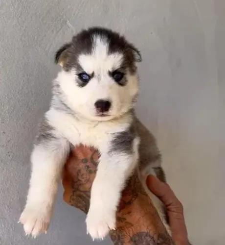 Husky siberiano exclusivo