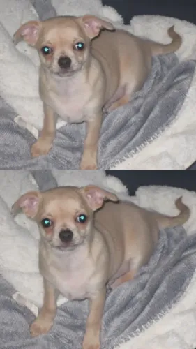 Chihuahua Micro Branco - Vacinado, Vermifugado e Chipado!