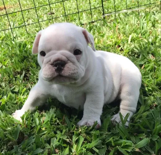 Bulldog ingles Lealdade e Personalidade Únicas!