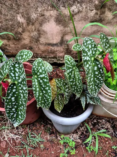 Planta Begônia Maculata