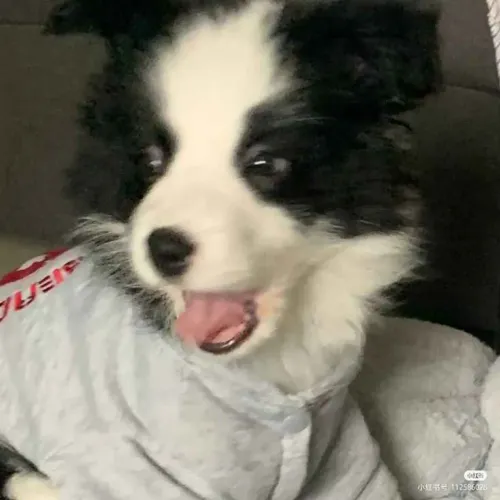 Filhote Border Collie, Seus dias ficarão mais felizes com um novo amigo peludo!