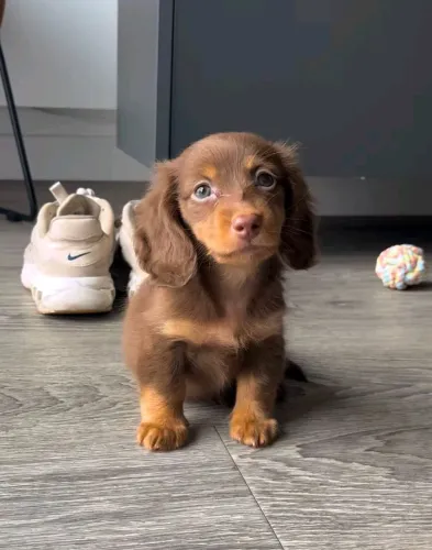 Filhote de Dachshund Miniatura pelagem curta