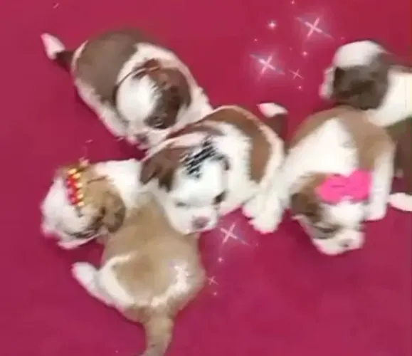Shih tzus legítimos minis