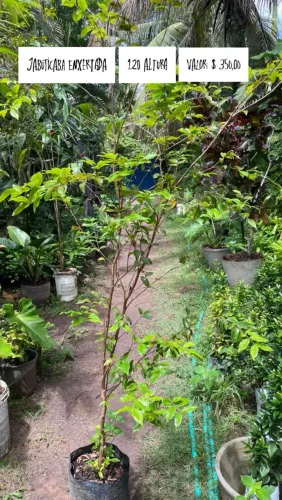 Jabuticaba Enxertada 1,20m - R$350,00