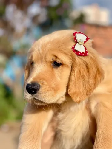 Filhote de Golden Fêmea 