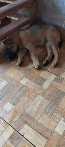 Pastor belga malinois 