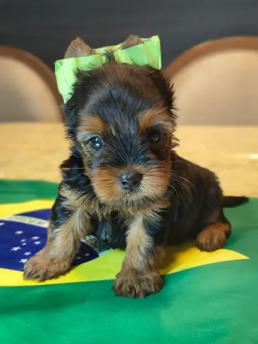 Lindos filhotinhos de yorkshire 